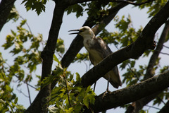 Egretta caerulea × thula