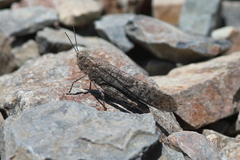 Circotettix undulatus