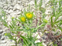 Pentanema britannica