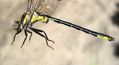 Phanogomphus descriptus