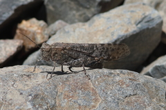 Circotettix undulatus