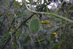 Echinocystis lobata