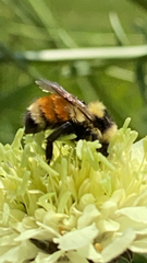 Bombus huntii