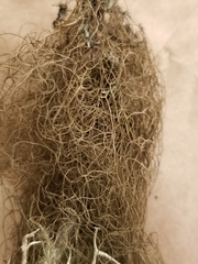 Bryoria trichodes trichodes