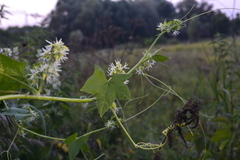 Echinocystis lobata