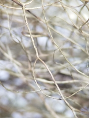 Bryoria trichodes trichodes