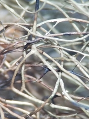 Bryoria trichodes trichodes