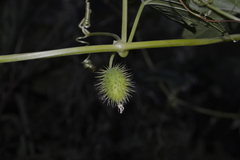 Echinocystis lobata