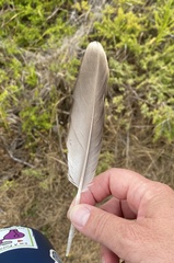Pelecanidae