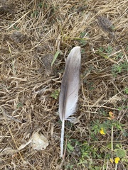 Pelecanidae