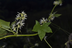 Echinocystis lobata