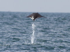 Mobula munkiana
