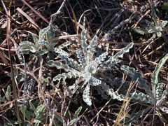 Berkheya heterophylla