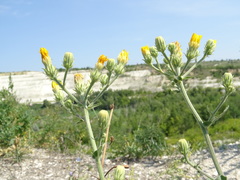 Picris hieracioides