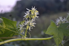 Echinocystis lobata
