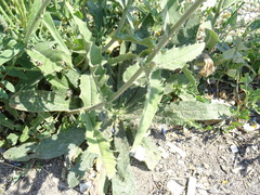 Picris hieracioides
