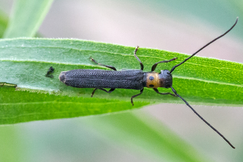 raspberry cane borer