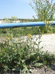 Picris hieracioides