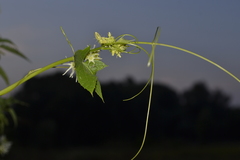 Echinocystis lobata