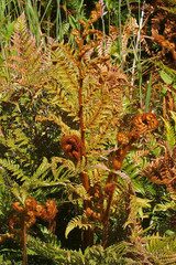 Dicksonia lanata