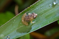 Fejervarya multistriata