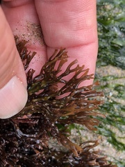 Ahnfeltiopsis linearis