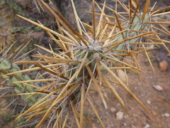 Cylindropuntia molesta molesta