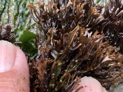 Ahnfeltiopsis linearis