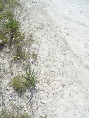 Gypsophila altissima