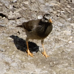 Spodiopsar cineraceus