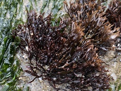 Ahnfeltiopsis linearis