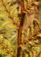 Dicksonia lanata