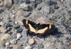 Heliomata infulata