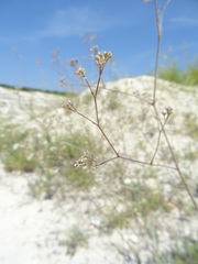 Gypsophila altissima