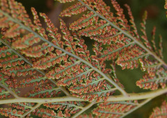 Dicksonia lanata