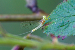 Stenacron interpunctatum interpunctatum