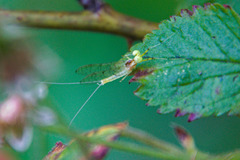 Stenacron interpunctatum interpunctatum