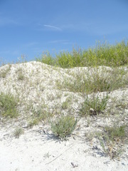 Gypsophila altissima