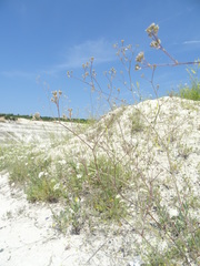 Gypsophila altissima