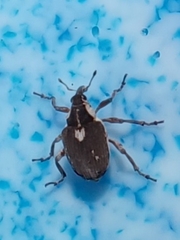 Phytobius leucogaster