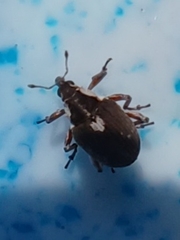 Phytobius leucogaster
