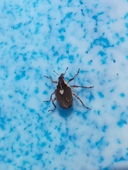 Phytobius leucogaster