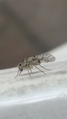 Teliapsocus