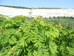 Sorbus aucuparia