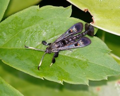 Albuna fraxini