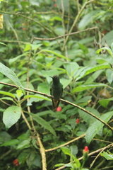 Boissonneaua flavescens