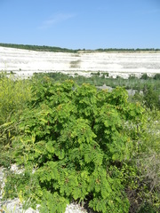 Sorbus aucuparia