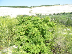 Sorbus aucuparia