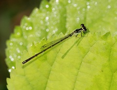 Ischnura posita