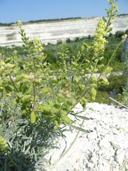 Reseda lutea
